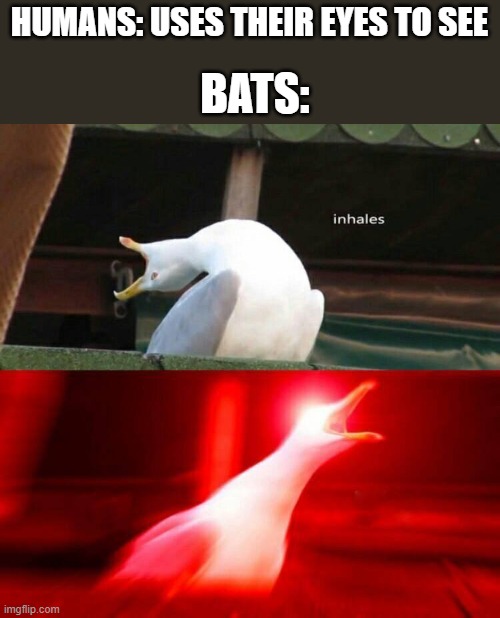 Inhaling Seagull  | HUMANS: USES THEIR EYES TO SEE; BATS: | image tagged in inhaling seagull,memes | made w/ Imgflip meme maker