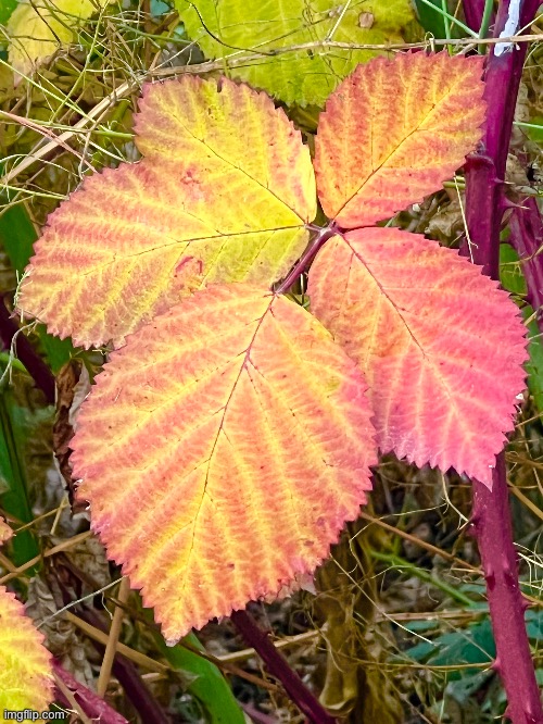 Blackberry leaf | image tagged in pics | made w/ Imgflip meme maker
