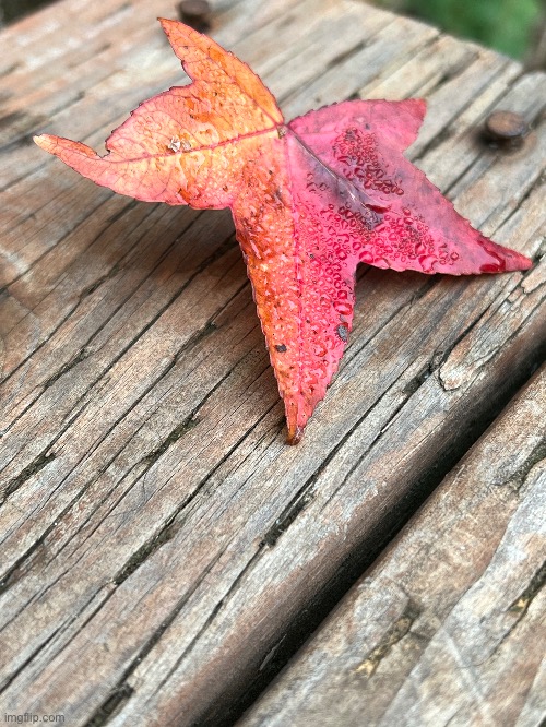 Pretty maple leaf | image tagged in leaf | made w/ Imgflip meme maker