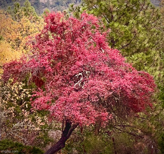 Red tree | image tagged in tree | made w/ Imgflip meme maker