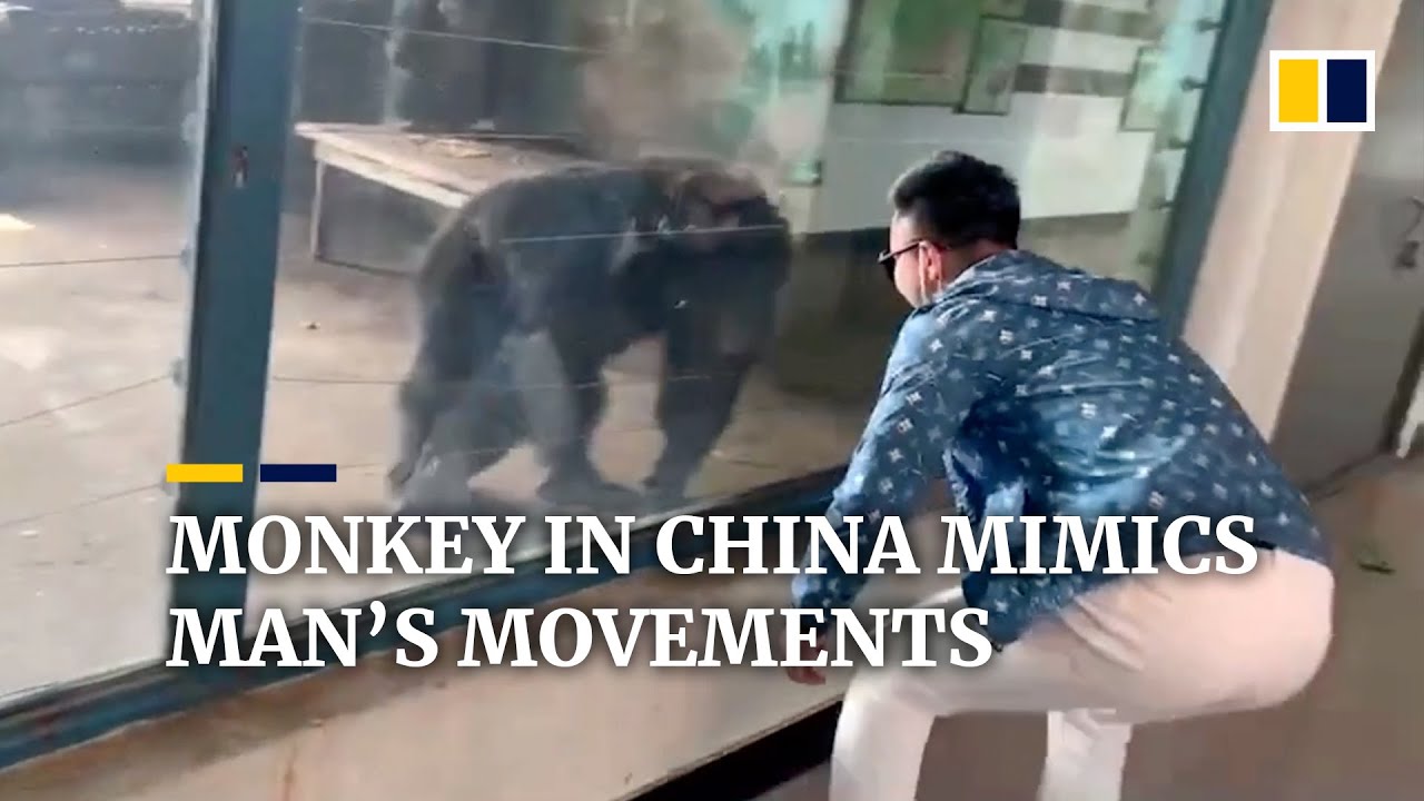 High Quality Monkey in china mimics mans movements Blank Meme Template