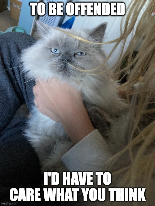 cat doesn't care what you think | TO BE OFFENDED; I'D HAVE TO CARE WHAT YOU THINK | image tagged in funny cat memes | made w/ Imgflip meme maker