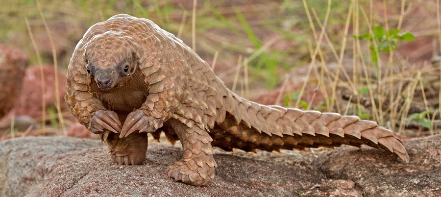 High Quality pangolin Blank Meme Template