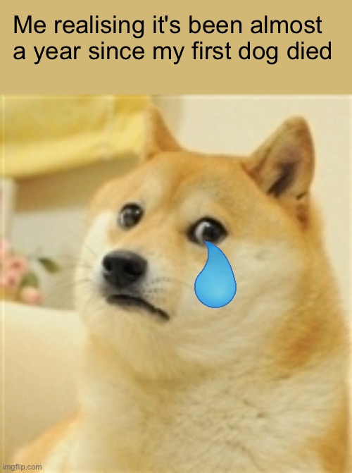 She was a 8 year old Boxer | Me realising it's been almost a year since my first dog died | image tagged in sad doge | made w/ Imgflip meme maker