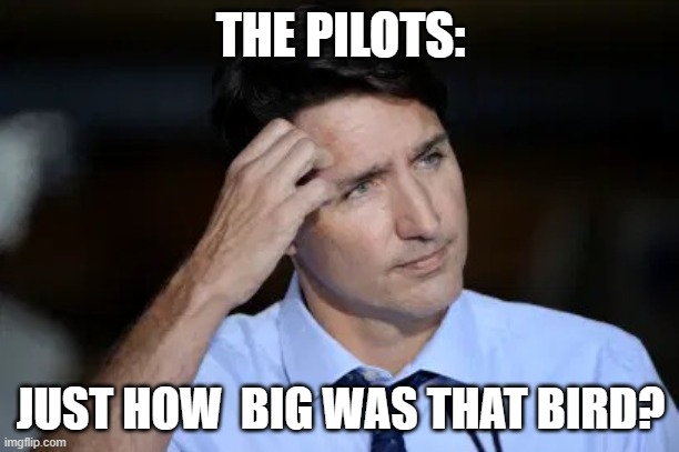 Trudeau head scratch | THE PILOTS: JUST HOW  BIG WAS THAT BIRD? | image tagged in trudeau head scratch | made w/ Imgflip meme maker