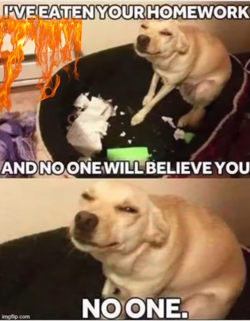 image tagged in dogs | made w/ Imgflip meme maker