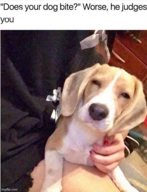 image tagged in dogs | made w/ Imgflip meme maker