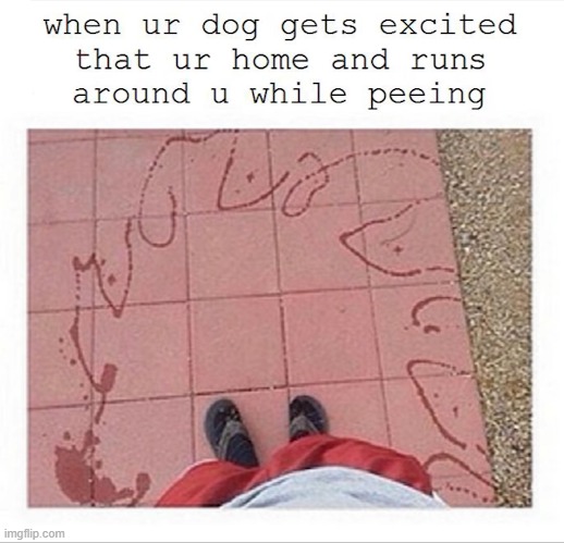 when dogs do this :( | image tagged in dogs | made w/ Imgflip meme maker