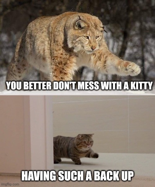 Snow leopard and housecat | YOU BETTER DON'T MESS WITH A KITTY; HAVING SUCH A BACK UP | image tagged in snow leopard and housecat | made w/ Imgflip meme maker