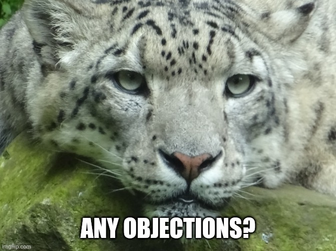Snow Leopard | ANY OBJECTIONS? | image tagged in snow leopard | made w/ Imgflip meme maker