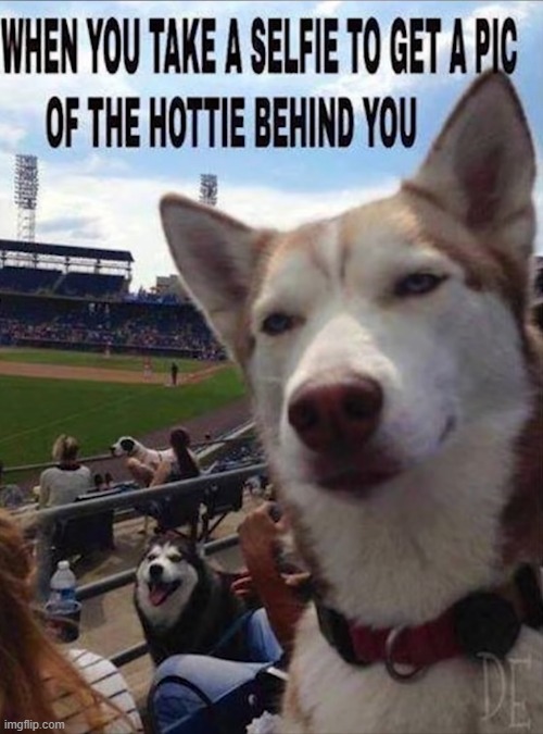 image tagged in dogs | made w/ Imgflip meme maker