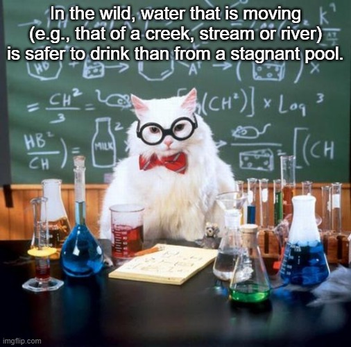 Chemistry Cat Meme | In the wild, water that is moving (e.g., that of a creek, stream or river) is safer to drink than from a stagnant pool. | image tagged in memes,chemistry cat | made w/ Imgflip meme maker
