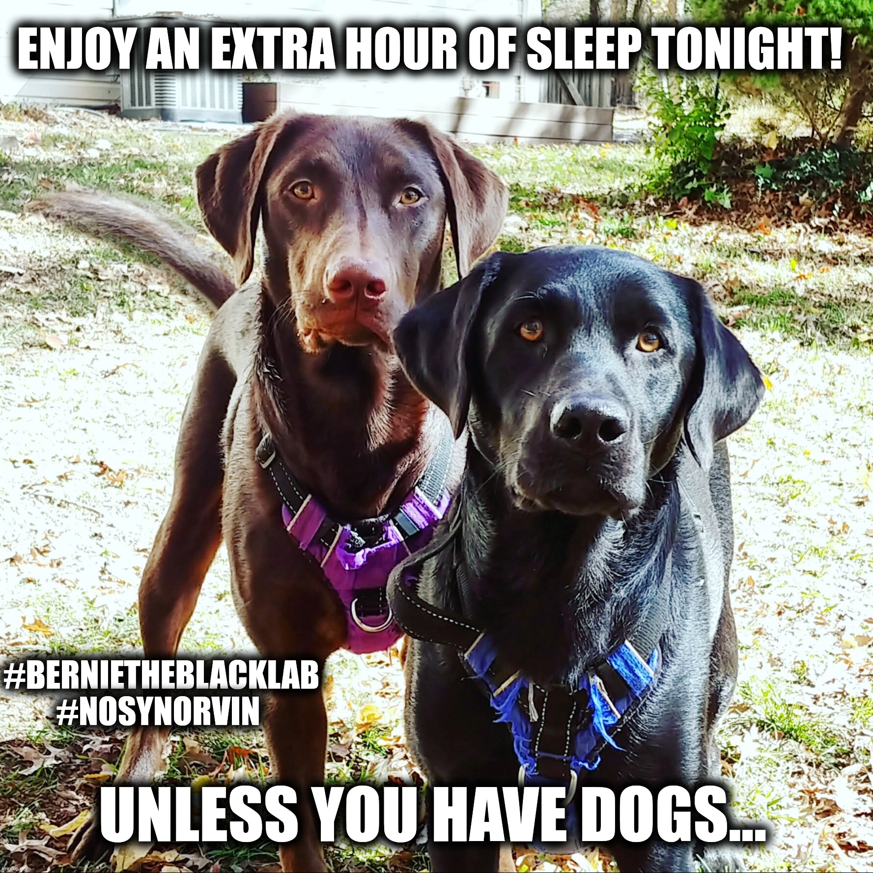 Daylight Savings | ENJOY AN EXTRA HOUR OF SLEEP TONIGHT! #BERNIETHEBLACKLAB
#NOSYNORVIN; UNLESS YOU HAVE DOGS... | image tagged in dogs,daylight savings time,fall back,time change,funny,memes | made w/ Imgflip meme maker