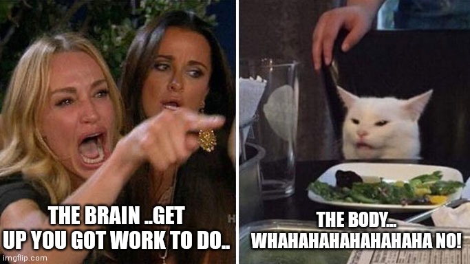 Angry lady cat | THE BRAIN ..GET UP YOU GOT WORK TO DO.. THE BODY... WHAHAHAHAHAHAHAHA NO! | image tagged in angry lady cat | made w/ Imgflip meme maker