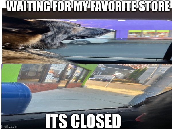 THE DoG | WAITING FOR MY FAVORITE STORE; ITS CLOSED | image tagged in dog,funny,cute dog | made w/ Imgflip meme maker