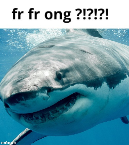 fr fr ong shark | image tagged in fr fr ong shark | made w/ Imgflip meme maker