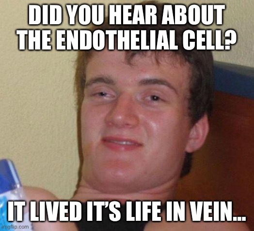 stoned guy | DID YOU HEAR ABOUT THE ENDOTHELIAL CELL? IT LIVED IT’S LIFE IN VEIN… | image tagged in stoned guy | made w/ Imgflip meme maker