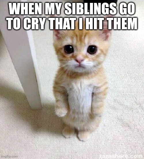 Cute Cat | WHEN MY SIBLINGS GO TO CRY THAT I HIT THEM | image tagged in memes,cute cat | made w/ Imgflip meme maker