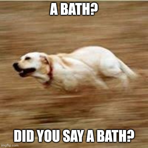 Speedy doggo | A BATH? DID YOU SAY A BATH? | image tagged in speedy doggo | made w/ Imgflip meme maker