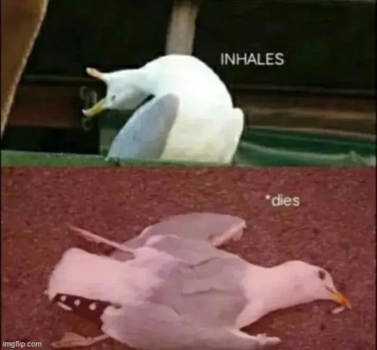 RIP | image tagged in inhaling seagull,press f to pay respects | made w/ Imgflip meme maker