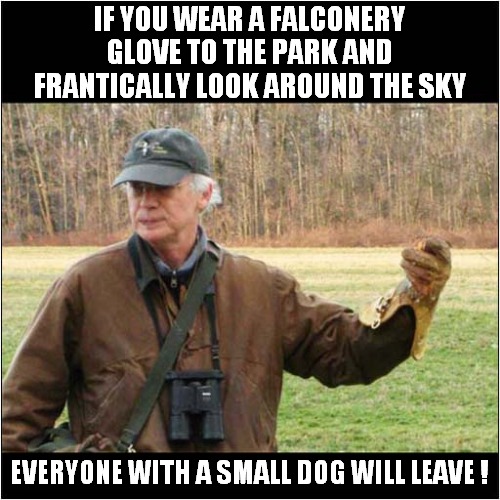 It's A Hobby ! | IF YOU WEAR A FALCONERY GLOVE TO THE PARK AND FRANTICALLY LOOK AROUND THE SKY; EVERYONE WITH A SMALL DOG WILL LEAVE ! | image tagged in hobby,falcon,park,dogs | made w/ Imgflip meme maker
