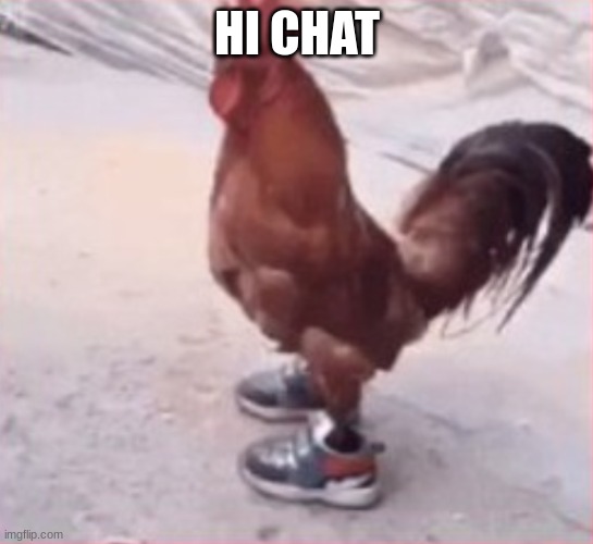 dripping bird of a specific name | HI CHAT | image tagged in dripping bird of a specific name | made w/ Imgflip meme maker