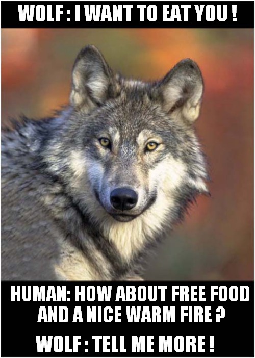 The Domestication Of The Wolf | WOLF : I WANT TO EAT YOU ! HUMAN: HOW ABOUT FREE FOOD
 AND A NICE WARM FIRE ? WOLF : TELL ME MORE ! | image tagged in dogs,wolf,domestication | made w/ Imgflip meme maker