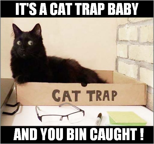 He Can't Move ! | IT'S A CAT TRAP BABY; AND YOU BIN CAUGHT ! | image tagged in cats,boxes,trapped,song lyrics | made w/ Imgflip meme maker