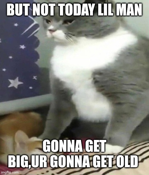 Big Cat Bullying Little Cat | BUT NOT TODAY LIL MAN; GONNA GET BIG,UR GONNA GET OLD | image tagged in big cat bullying little cat | made w/ Imgflip meme maker