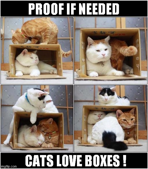 The Power Of A Box ! | PROOF IF NEEDED; CATS LOVE BOXES ! | image tagged in cats,boxes | made w/ Imgflip meme maker