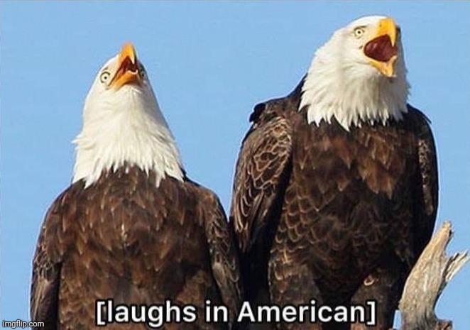 Bald eagle laughs in American | image tagged in bald eagle laughs in american | made w/ Imgflip meme maker