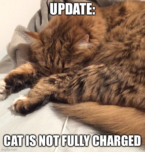 She’s sleeeepy | UPDATE:; CAT IS NOT FULLY CHARGED | image tagged in cats | made w/ Imgflip meme maker