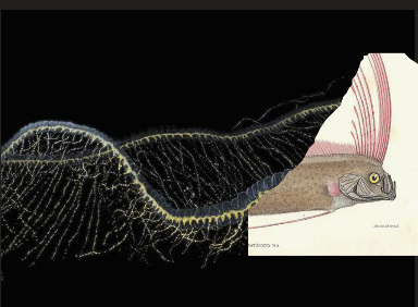 Siphonophoar fish Blank Meme Template