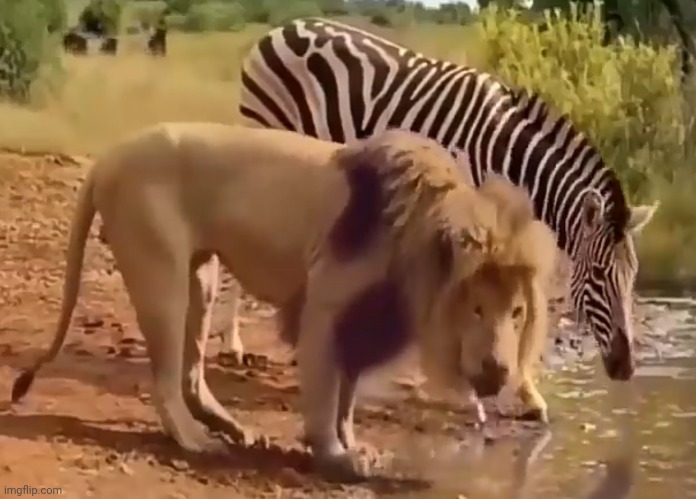 Alex and Marty but irl | image tagged in alex and marty but in real life | made w/ Imgflip meme maker