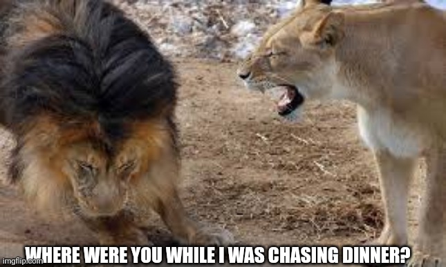 lion yelling | WHERE WERE YOU WHILE I WAS CHASING DINNER? | image tagged in lion yelling | made w/ Imgflip meme maker