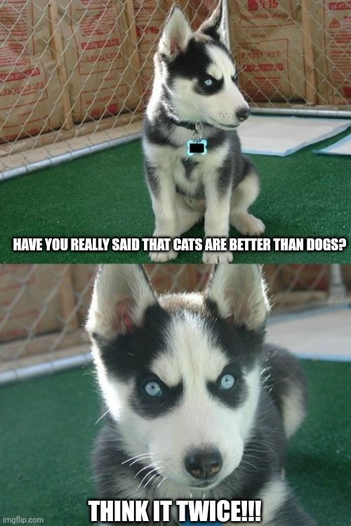 Insanity Puppy | HAVE YOU REALLY SAID THAT CATS ARE BETTER THAN DOGS? THINK IT TWICE!!! | image tagged in memes,insanity puppy | made w/ Imgflip meme maker