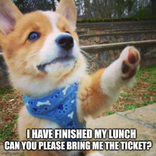 puppy corgi | CAN YOU PLEASE BRING ME THE TICKET? I HAVE FINISHED MY LUNCH | image tagged in puppy corgi | made w/ Imgflip meme maker