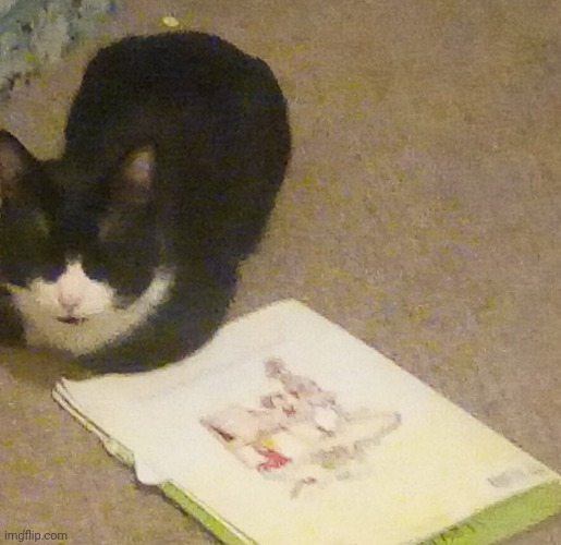 My cat didn't even finish the book! | made w/ Imgflip meme maker