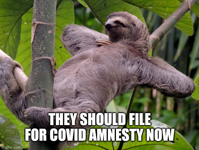 Lazy Sloth | THEY SHOULD FILE FOR COVID AMNESTY NOW | image tagged in lazy sloth | made w/ Imgflip meme maker