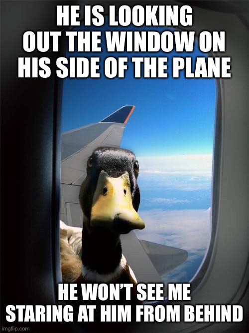 Duck Plane Window | HE IS LOOKING OUT THE WINDOW ON HIS SIDE OF THE PLANE HE WON’T SEE ME STARING AT HIM FROM BEHIND | image tagged in duck plane window | made w/ Imgflip meme maker