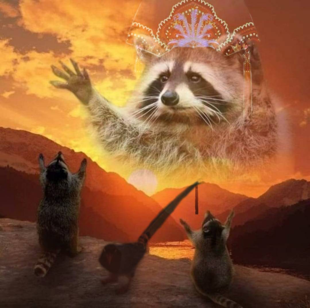 High Quality Racoon with headress Blank Meme Template