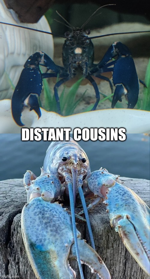 DISTANT COUSINS | image tagged in the blue lobster | made w/ Imgflip meme maker