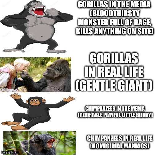 Gorillas vs chimps ?? |  GORILLAS IN THE MEDIA 
(BLOODTHIRSTY MONSTER FULL OF RAGE, KILLS ANYTHING ON SITE); GORILLAS IN REAL LIFE
(GENTLE GIANT); CHIMPANZEES IN THE MEDIA 
(ADORABLE PLAYFUL LITTLE BUDDY); CHIMPANZEES IN REAL LIFE
(HOMICIDIAL MANIACS) | image tagged in memes,blank transparent square,funny,fun,chimpanzee,gorilla | made w/ Imgflip meme maker