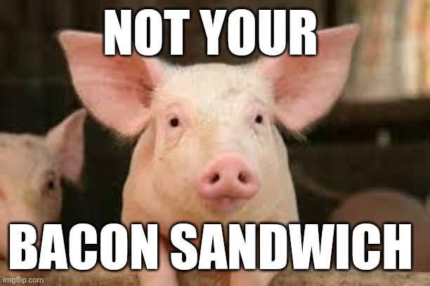 Pigs have feelings too | NOT YOUR; BACON SANDWICH | image tagged in pig,funny memes,vegetarian,vegan | made w/ Imgflip meme maker