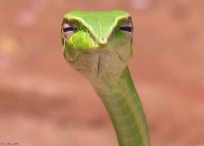 Skeptical snake | image tagged in skeptical snake | made w/ Imgflip meme maker