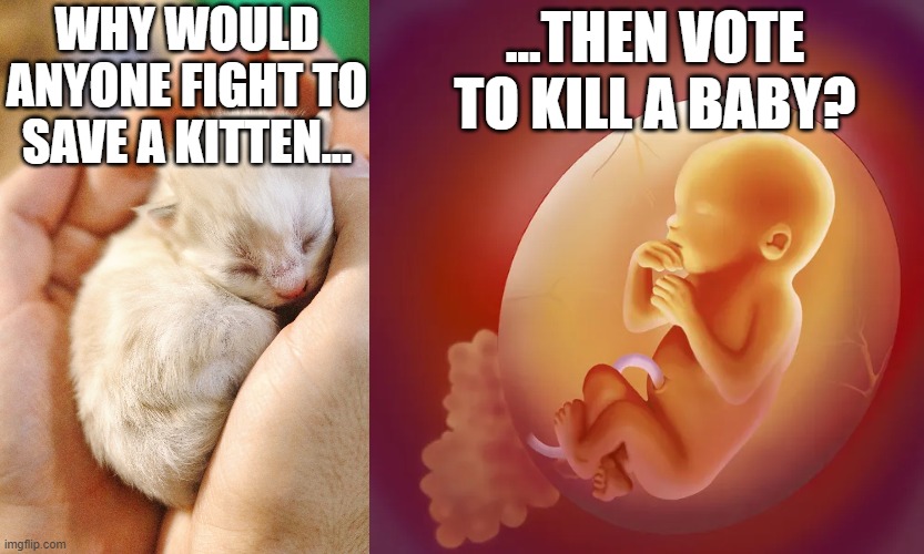  WHY WOULD ANYONE FIGHT TO SAVE A KITTEN... ...THEN VOTE TO KILL A BABY? | image tagged in prolife,abortion | made w/ Imgflip meme maker