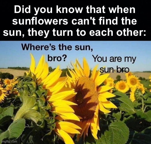Then they both died from lack of sunlight | Did you know that when sunflowers can't find the sun, they turn to each other: | image tagged in memes,unfunny | made w/ Imgflip meme maker