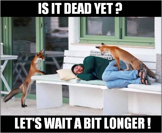 Feeding The Foxes ! | IS IT DEAD YET ? LET'S WAIT A BIT LONGER ! | image tagged in feeding,foxes,dead people,dark humour | made w/ Imgflip meme maker