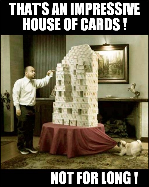 Dog Has A Plan ! | THAT'S AN IMPRESSIVE
HOUSE OF CARDS ! NOT FOR LONG ! | image tagged in dogs,house of cards,destroy | made w/ Imgflip meme maker