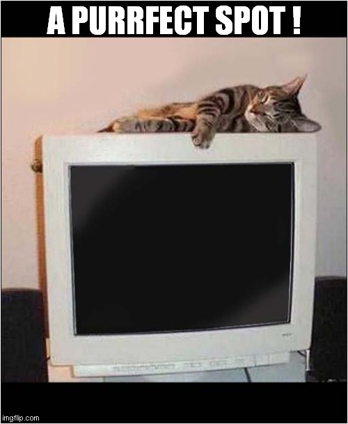 Nostalgia For Old Style Monitors ! | A PURRFECT SPOT ! | image tagged in cats,nostalgia,monitors | made w/ Imgflip meme maker